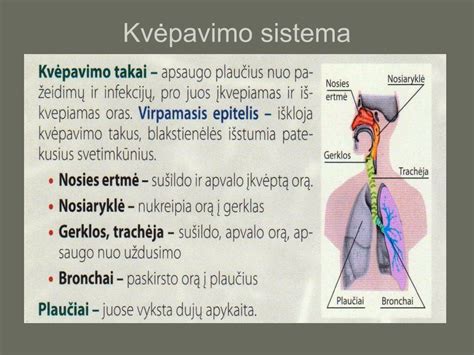 Vabzdžių kvėpavimo sistema ir dydis