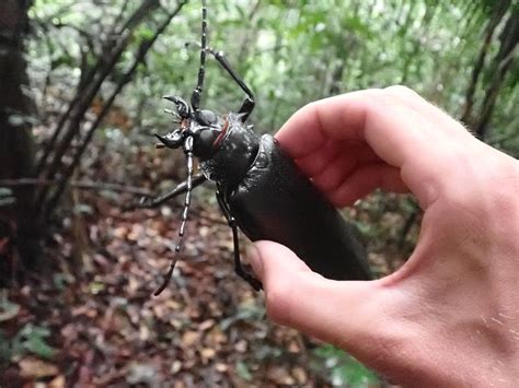 Titano vabalas (Titanus giganteus) ir jo žandikauliai