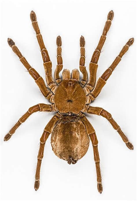 Didysis paukštėda (Theraphosa blondi) Pietų Amerikos miške