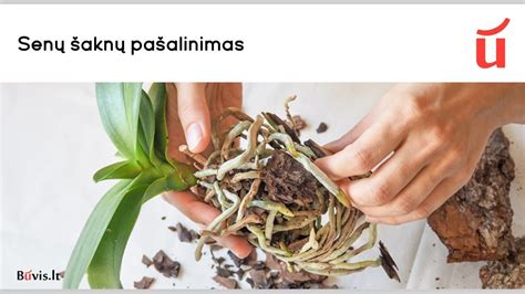 Jaunų ir senų imbiero šaknų palyginimas