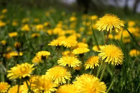 Kiaulpienių pieva vasarą