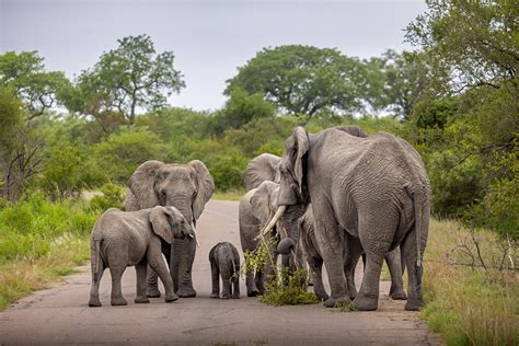 Laukinės gamtos safaris Kriugerio nacionaliniame parke