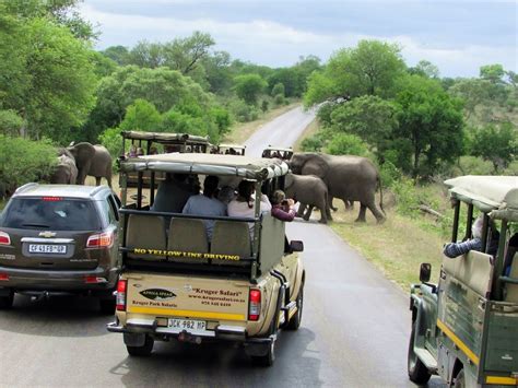 Afrikos safaris Kriugerio nacionaliniame parke