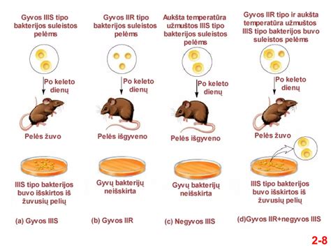 Molekulinė animacija: virimo procesas ir slėgio įtaka