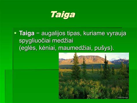 Vidutinių platumų miškas rudenį