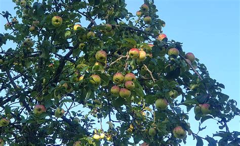 Obuolių derlius sode