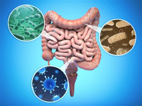 Žarnyno mikroflora ir probiotikų poveikis