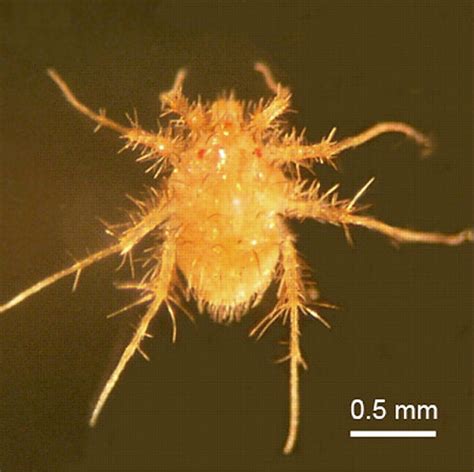 Paratarsotomus macropalpis erkė, greičio palyginimas su gepardu