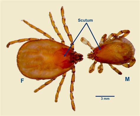 Rudosios šuninės erkės (Rhipicephalus sanguineus) nuotrauka