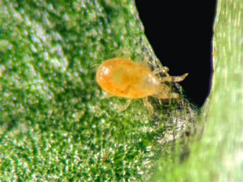 Plėšriosios erkės Amblyseius californicus ant augalo