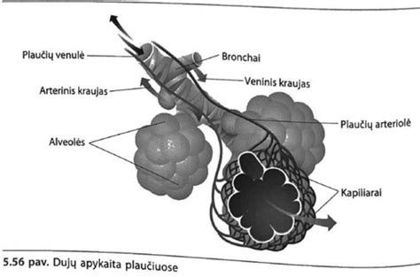 Dujų parcialinis slėgis ir dujų apykaita alveolėse