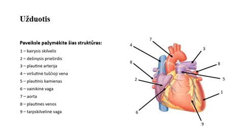 Sterblinio žinduolio (oposumo) iliustracija