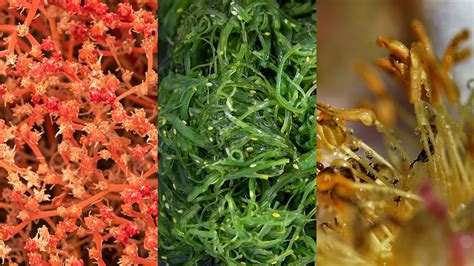 Įvairios jūros dumblių rūšys ir jų spalvos