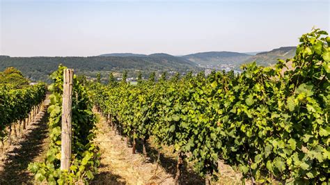 Burgundijos vynuogynai saulėtekio metu