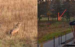 Galutinis avietinio pyrago vaizdas