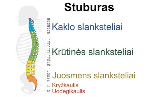 Stuburo sritys ir jų judesių apribojimai