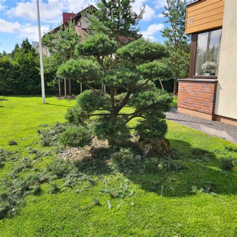 čebureko formavimas