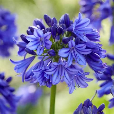 Apynio augalas su lapais ir spurgais