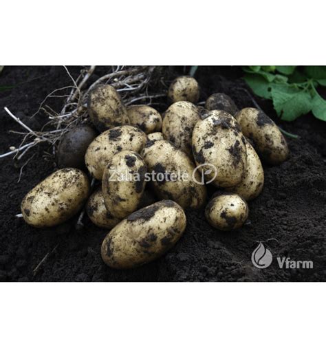 Bulvės verdančiame sultinyje