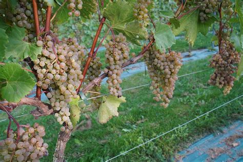 Vynuogių veislės: Furmint, Hárslevelű, Sárgamuskotály