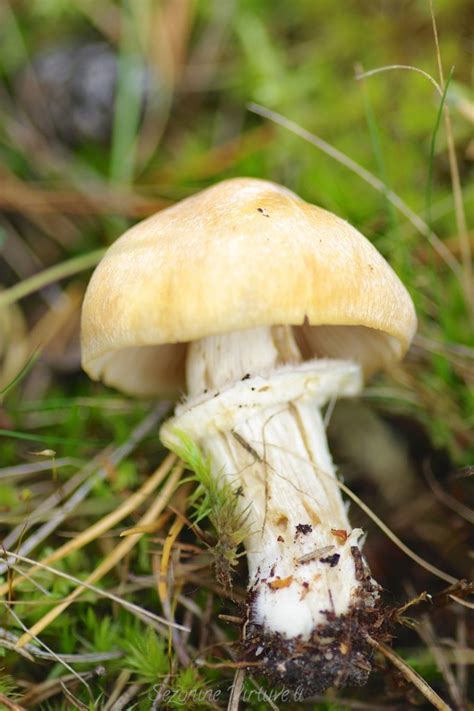 Miško grybų įvairovė