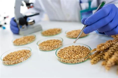 Sėklų kokybės tyrimų laboratorija atliekanti daigumo testą