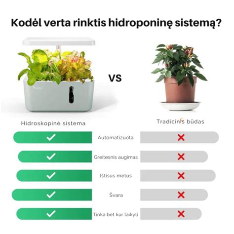Hidroponinė lapinių kopūstų sistema