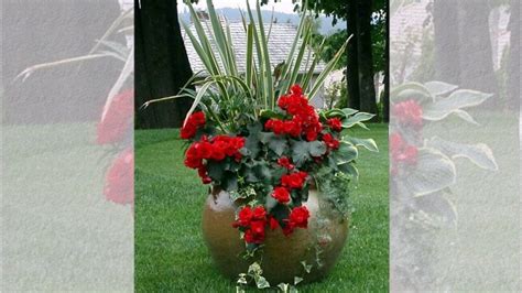 Spalvingų pelargonijų kompozicija terasoje