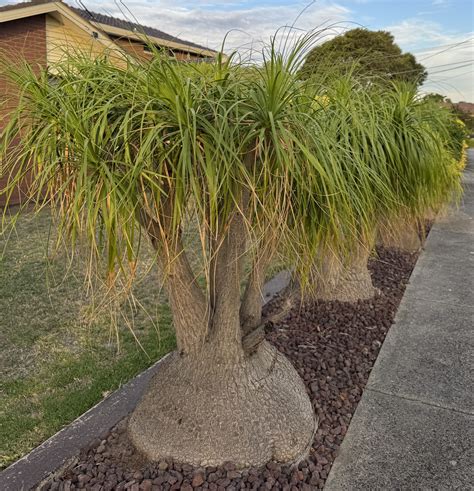 Lenktalapės nolinos (Ponytail Palm) dideliame vazone