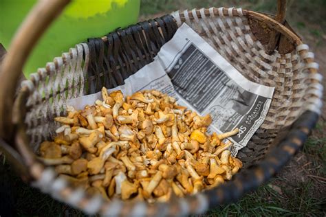 Grybų smulkinimas ir vandens išgarinimas