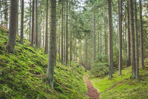 Mokiniai tyrinėja medžius