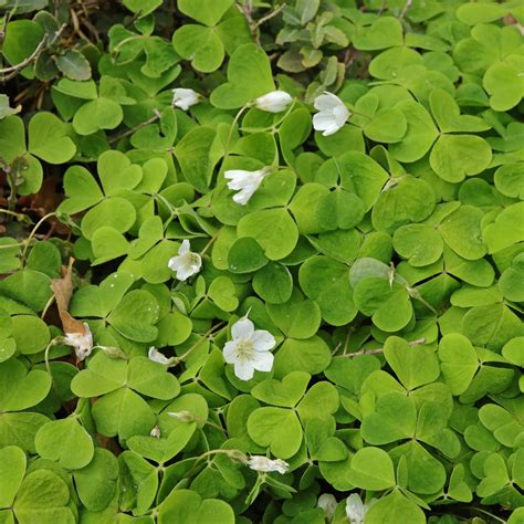 Paprastojo kiškiakopūsčio (Oxalis acetosella) lapai ir žiedas