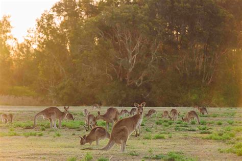 Kengūros ir koalos Australijoje