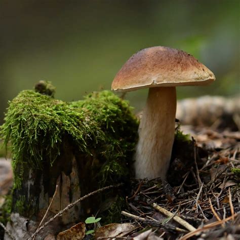 Įvairūs grybai miške