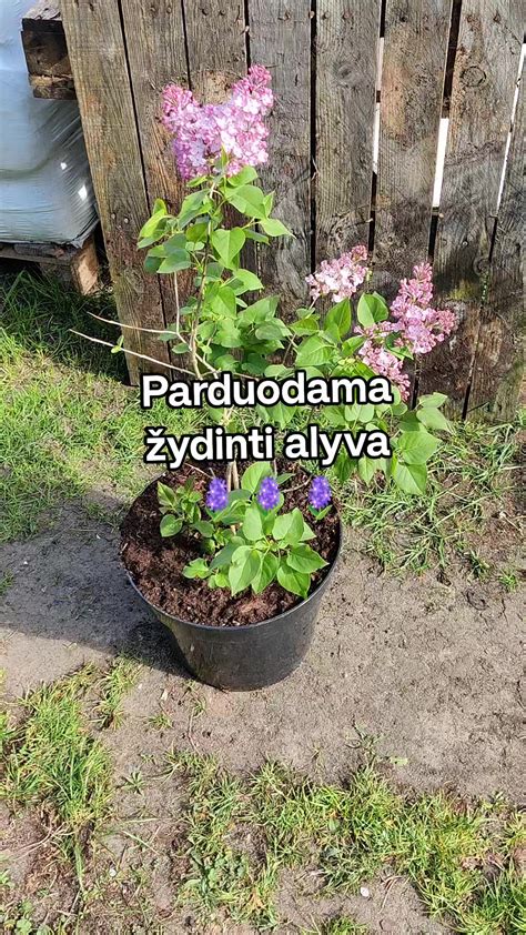 Kopūstų evoliucija nuo laukinio protėvio iki įvairių veislių