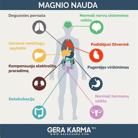 Pievagrybių nauda žmogaus organizmui infografika