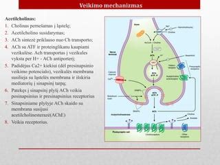 Amoksiklav sudėtis ir veikimo mechanizmas