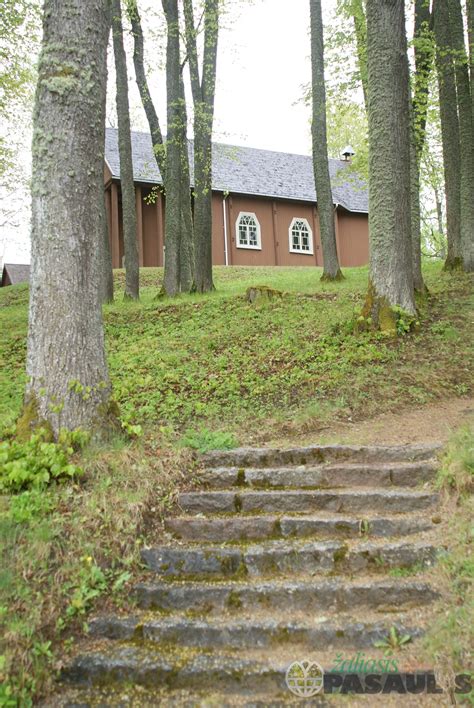 Stelmužės ąžuolo vaizdas