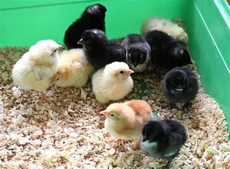 vaikai besidžiaugiantys mažais viščiukais