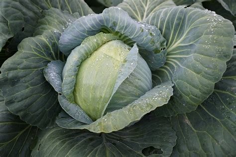 Violetinių kopūstų auginimo procesas