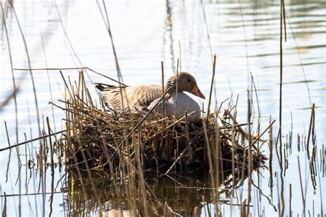 Žąsies taukų indelis
