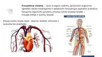 kraujotakos sistemos schema su arterijomis