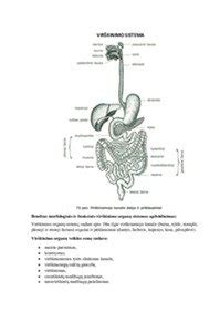 Virškinimo sistemos organai ir jų funkcijos