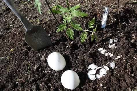 Kiaušinių lukštų panaudojimas sėkloms daiginti