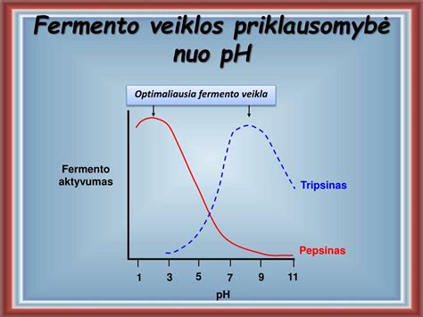 Fermento pepsino aktyvumo priklausomybė nuo pH