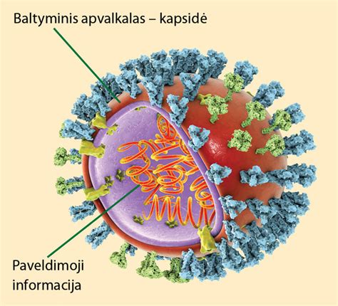 Herpes simplex viruso (HSV-1) sandara ir plitimo mechanizmai