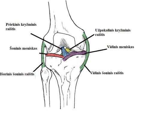 Vaizdinė schema duonos kelio etapų