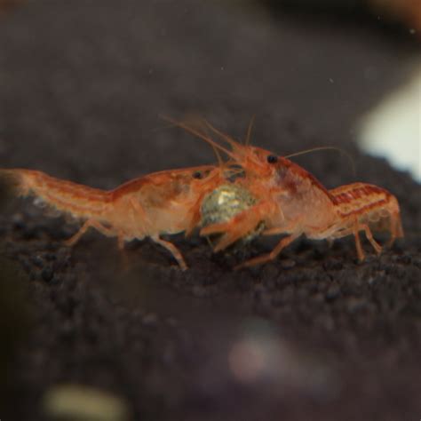 Įrankiai krabams ir kitiems vėžiagyviams doroti