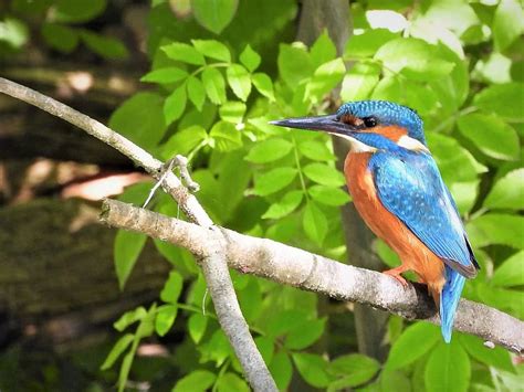 paukštis lizde su kiaušiniais