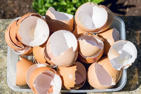 nuotrauka su skirtingais kiaušinių lukštų paruošimo etapais: džiovinimas, smulkinimas